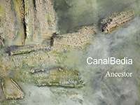 CanalBedia