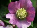 Helleborus orientalis