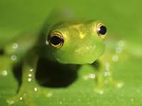 Pura biodiversidad, una mirada fotográfica en defensa del medio natural