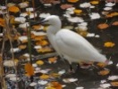 Pájaros en la cabeza